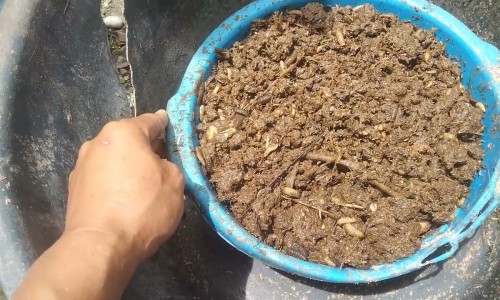 治抑郁症的药用法网 - 为你提供治抑郁症的药用法用量、抑郁症药方